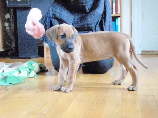 Rhodesian Ridgeback hvalpe 8 uger gamle