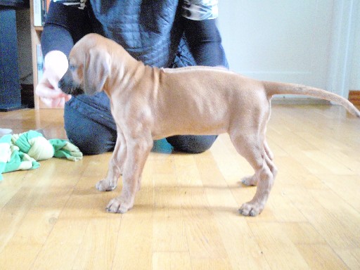 Rhodesian Ridgeback hvalpe 8 uger gamle